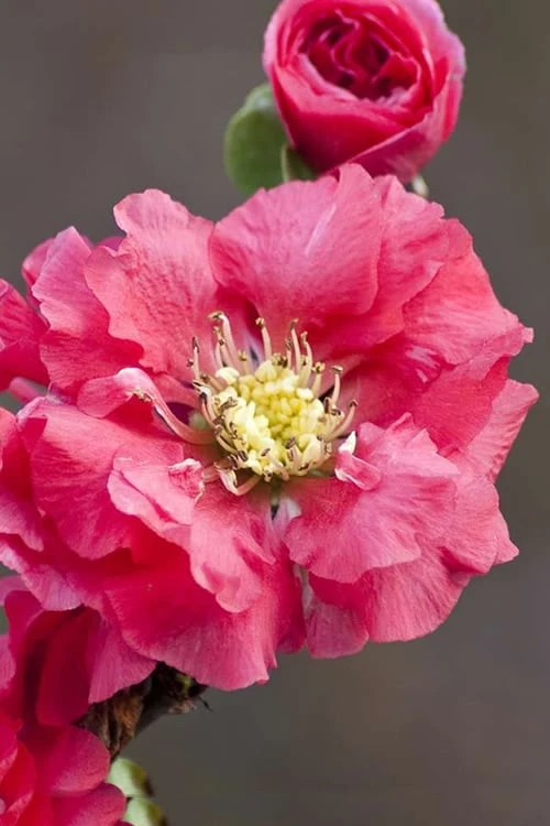 Double Take Pink Storm Flowering Quince - 2 Gallon Pot 3 Double Take Pink Storm Flowering Quince - 2 Gallon Pot