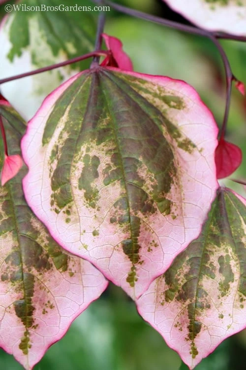 Carolina Sweetheart Eastern Redbud Tree - 5 Gallon Pot 3 Carolina Sweetheart Eastern Redbud Tree - 5 Gallon Pot