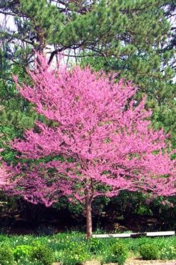 Carolina Sweetheart Eastern Redbud Tree - 3 Gallon Pot 13 Carolina Sweetheart Eastern Redbud Tree - 3 Gallon Pot -Wilson Bros Gardens Redbud Carolina Sweetheart 14 1