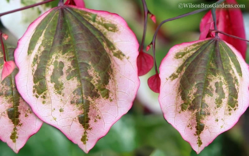 Carolina Sweetheart Eastern Redbud Tree - 3 Gallon Pot 6 Carolina Sweetheart Eastern Redbud Tree - 3 Gallon Pot - Image 4