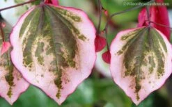 Carolina Sweetheart Eastern Redbud Tree - 5 Gallon Pot 11 Carolina Sweetheart Eastern Redbud Tree - 5 Gallon Pot -Wilson Bros Gardens Redbud Carolina Sweetheart 9