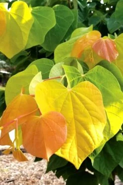 The Rising Sun Redbud Tree - 3 Gallon Pot