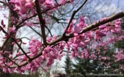 The Rising Sun Redbud Tree - 7 Gallon Pot (3-4') 14 The Rising Sun Redbud Tree - 7 Gallon Pot (3-4') -Wilson Bros Gardens Redbud Rising Sun 31