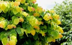 The Rising Sun Redbud Tree - 3 Gallon Pot 15 The Rising Sun Redbud Tree - 3 Gallon Pot -Wilson Bros Gardens Redbud Rising Sun 33 1