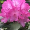 Southgate 'Radiance' Rhododendron - 3 Gallon Pot -Wilson Bros Gardens Rhododendron Southgate Radiance 2 500x750 1