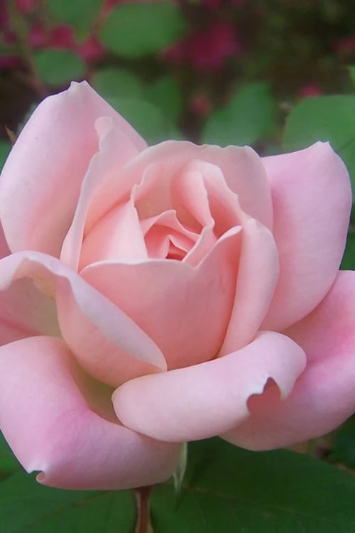 The Georgia Peach Shrub Rose - 1 Gallon Pot 3 The Georgia Peach Shrub Rose - 1 Gallon Pot