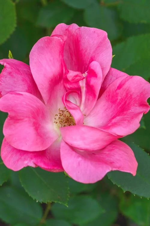 Swamp Rose (Rosa Palustris) - 3 Pack Of 1.5 Quart Pots 3 Swamp Rose (Rosa Palustris) - 3 Pack Of 1.5 Quart Pots