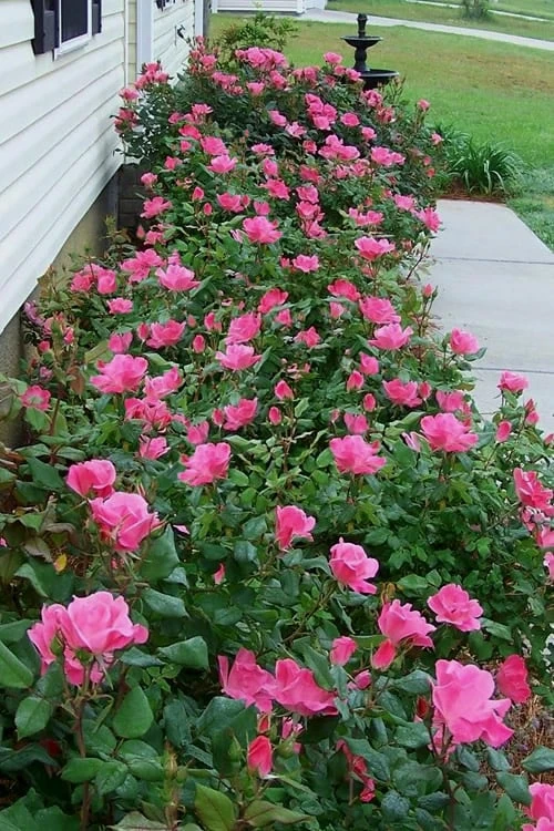 Swamp Rose (Rosa Palustris) - 3 Pack Of 1.5 Quart Pots 6 Swamp Rose (Rosa Palustris) - 3 Pack Of 1.5 Quart Pots - Image 4