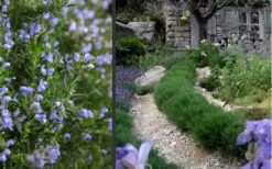 Chef's Choice Rosemary - 1 Gallon Pot 11 Chef's Choice Rosemary - 1 Gallon Pot -Wilson Bros Gardens Rosemary Chefs Choice 2