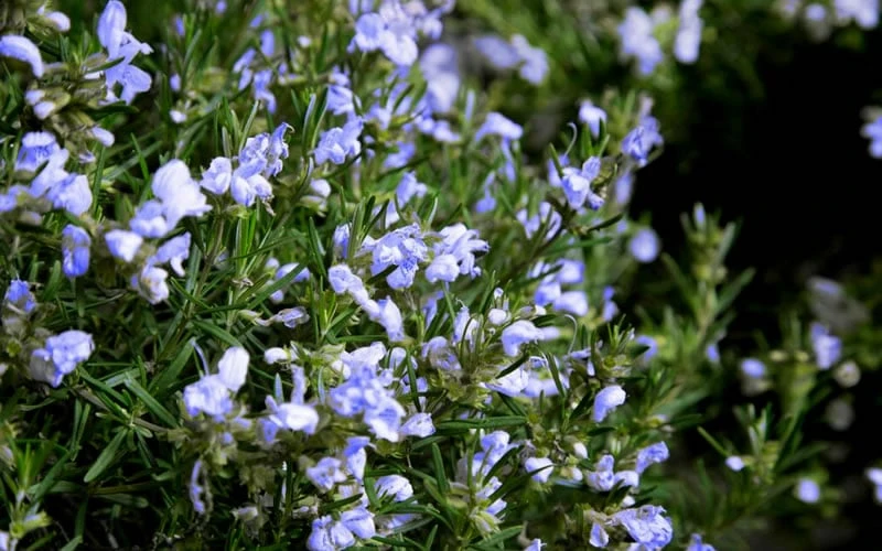 Chef's Choice Rosemary - 1 Gallon Pot 6 Chef's Choice Rosemary - 1 Gallon Pot - Image 4