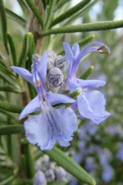 Prostrate Creeping Rosemary - 6 Pack Of Pint Pots 14 Prostrate Creeping Rosemary - 6 Pack Of Pint Pots -Wilson Bros Gardens Rosemary Prostrate 17