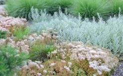 Coral Carpet Sedum Album - 10 Count Flat Of Quart Pots -Wilson Bros Gardens Sedum Album Coral Carpet 5