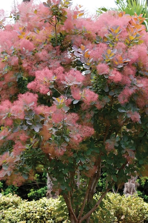 Grace Pink Flowering Smoke Tree - 3 Gallon Pot 9 Grace Pink Flowering Smoke Tree - 3 Gallon Pot - Image 7