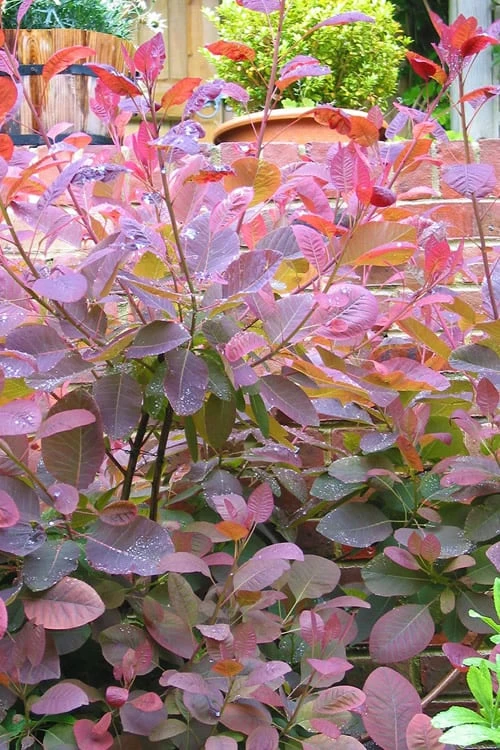 Grace Pink Flowering Smoke Tree - 3 Gallon Pot 10 Grace Pink Flowering Smoke Tree - 3 Gallon Pot - Image 8
