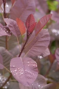 Grace Pink Flowering Smoke Tree - 3 Gallon Pot 14 Grace Pink Flowering Smoke Tree - 3 Gallon Pot -Wilson Bros Gardens Smoketree Grace 4