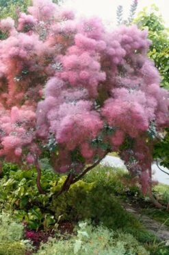 Grace Pink Flowering Smoke Tree - 3 Gallon Pot 13 Grace Pink Flowering Smoke Tree - 3 Gallon Pot -Wilson Bros Gardens Smoketree Grace 9