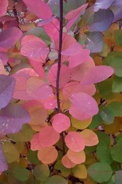 Grace Pink Flowering Smoke Tree - 3 Gallon Pot 15 Grace Pink Flowering Smoke Tree - 3 Gallon Pot -Wilson Bros Gardens Smoketree Grace Fall Color 5
