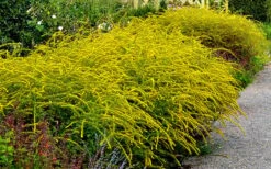 Fireworks Goldenrod (Solidago) - 1 Gallon Pot 13 Fireworks Goldenrod (Solidago) - 1 Gallon Pot -Wilson Bros Gardens Solidag Fireworks 10