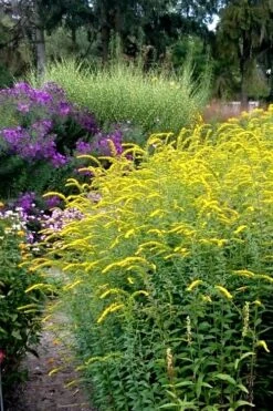 Fireworks Goldenrod (Solidago) - 1 Gallon Pot 12 Fireworks Goldenrod (Solidago) - 1 Gallon Pot -Wilson Bros Gardens Solidago Fireworks 6