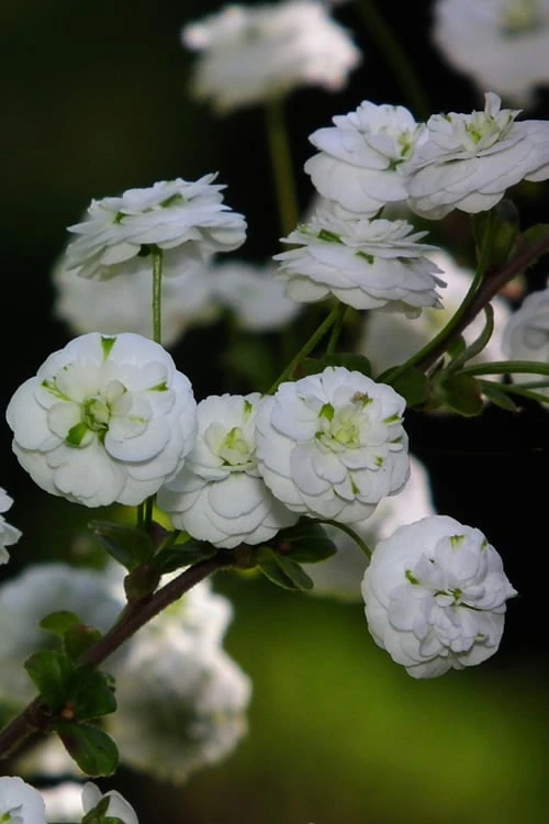 Plena Double Bridal Wreath Spirea (Spirea Prunifolia) - 6 Pack Of 1 Gallon Pots 9 Plena Double Bridal Wreath Spirea (Spirea Prunifolia) - 6 Pack Of 1 Gallon Pots - Image 7