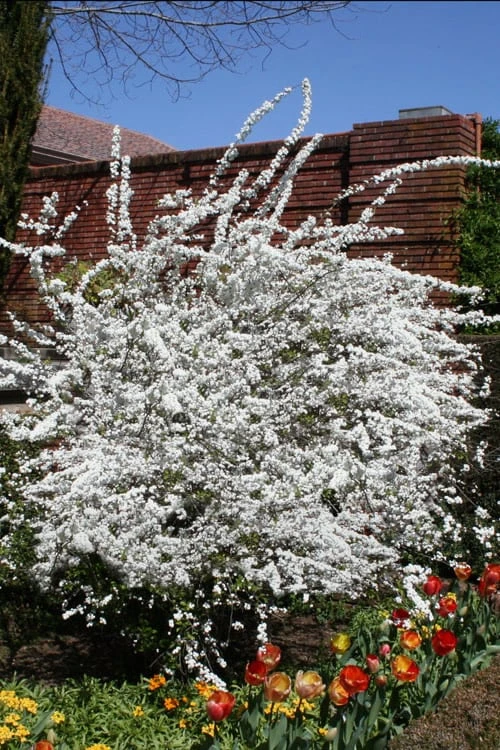 Plena Double Bridal Wreath Spirea (Spirea Prunifolia) - 6 Pack Of 1 Gallon Pots 6 Plena Double Bridal Wreath Spirea (Spirea Prunifolia) - 6 Pack Of 1 Gallon Pots - Image 4