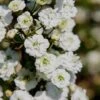 Plena Double Bridal Wreath Spirea (Spirea Prunifolia) - 1 Gallon Pot -Wilson Bros Gardens Spirea Bridal Wreath Plena 4 1