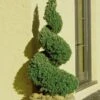 Spiral Dwarf Alberta Spruce Topiary - 7 Gallon Pot -Wilson Bros Gardens Spruce Dwarf Alberta Spiral Topiary 500x750 1