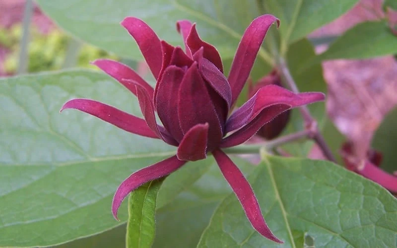 Sweetshrub (Carolina Allspice) - Calycanthus Floridus - 5 Gallon Pot 8 Sweetshrub (Carolina Allspice) - Calycanthus Floridus - 5 Gallon Pot - Image 6