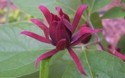 Sweetshrub - Calycanthus Floridus - 3 Gallon Pot -Wilson Bros Gardens Sweet Shrub