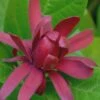 Sweetshrub - Calycanthus Floridus - 3 Gallon Pot 1 Sweetshrub - Calycanthus Floridus - 3 Gallon Pot -Wilson Bros Gardens Sweet Shrub Rev 500x750 1