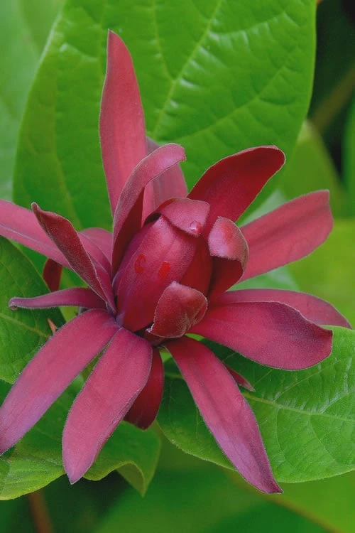 Sweetshrub (Carolina Allspice) - Calycanthus Floridus - 5 Gallon Pot 3 Sweetshrub (Carolina Allspice) - Calycanthus Floridus - 5 Gallon Pot