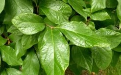 Sweetshrub (Carolina Allspice) - Calycanthus Floridus - 5 Gallon Pot 12 Sweetshrub (Carolina Allspice) - Calycanthus Floridus - 5 Gallon Pot -Wilson Bros Gardens Sweetshrub Leaves 1