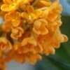 Fragrant Orange Tea Olive - Osmanthus Fragrans Aurantiacus - 5 Gallon Pot -Wilson Bros Gardens Tea Olive Fragrant Orange 500x750 1