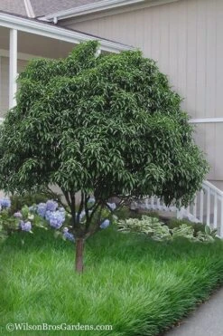 Fudingzhu Fragrant White Tea Olive (Osmanthus Fragrans) - 1 Gallon Pot 10 Fudingzhu Fragrant White Tea Olive (Osmanthus Fragrans) - 1 Gallon Pot -Wilson Bros Gardens Tea Olive Fudingzhu 6 2