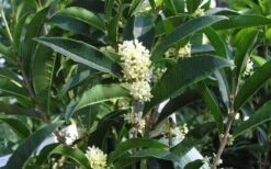 Fudingzhu Fragrant White Tea Olive (Osmanthus Fragrans) - 3 Gallon Pot -Wilson Bros Gardens Tea Olive Fudingzhu 7