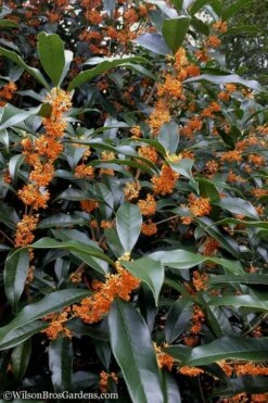 Fragrant Orange Tea Olive - Osmanthus Fragrans Aurantiacus - 7 Gallon Pot (5-6') -Wilson Bros Gardens Tea Olive Orange 102 2