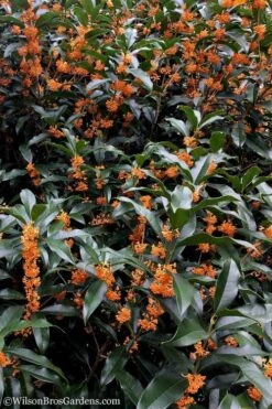 Fragrant Orange Tea Olive - Osmanthus Fragrans Aurantiacus - 7 Gallon Pot (5-6') -Wilson Bros Gardens Tea Olive Orange 103 2