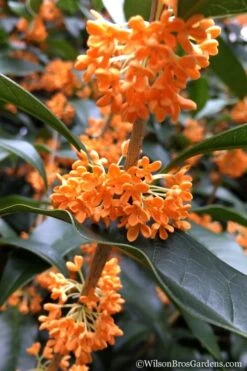 Fragrant Orange Tea Olive - Osmanthus Fragrans Aurantiacus - 6 Pack Of 1 Gallon Pots -Wilson Bros Gardens Tea Olive Orange 104 1