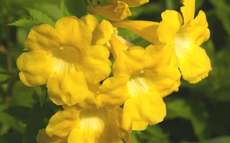 Lydia Tecoma - Esperanza - 1 Gallon Pot 6 Lydia Tecoma - Esperanza - 1 Gallon Pot - Image 4