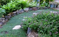 Elfin Creeping Thyme - Thymus Serpyllum Elfin - 3 Pack Of Pint Pots -Wilson Bros Gardens Thyme Elfin 10