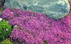Red Creeping Thyme (Thymus Praecox 'Coccineus') - 5 Pack Of Quart Pots -Wilson Bros Gardens Thyme Red Creeping 10