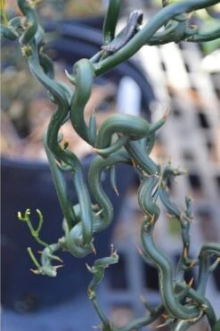 Tiny Dragon Hardy Orange (Poncirus Trifoliata) - 5 Gallon Pot - SALE! -Wilson Bros Gardens Trifoliate Orange Tiny Dragon 2