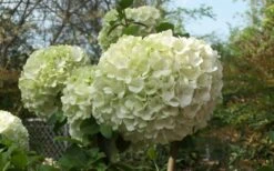 Chinese Snowball Viburnum Bush - 3 Gallon Pot 14 Chinese Snowball Viburnum Bush - 3 Gallon Pot -Wilson Bros Gardens Viburnum Chinese Snowball Bloom Green