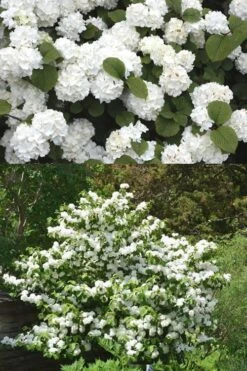 Popcorn Snowball Viburnum Bush - 1 Gallon Pot -Wilson Bros Gardens Viburnum Popcorn 2 500x750 1