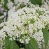Snow Joey Viburnum - 3 Gallon Pot -Wilson Bros Gardens Viburnum Snow Joey 1