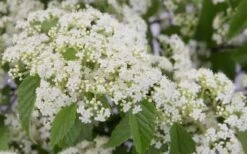 Snow Joey Viburnum - 2 Gallon Pot -Wilson Bros Gardens Viburnum Snow Joey 2 1