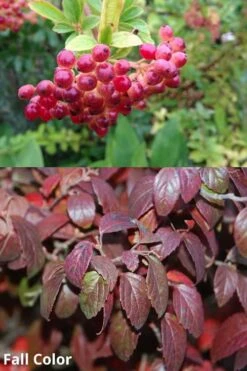 Snow Joey Viburnum - 2 Gallon Pot -Wilson Bros Gardens Viburnum Snow Joey 5 1