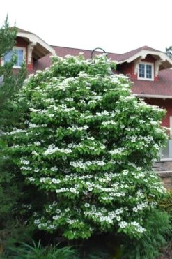 Summer Snowflake Viburnum - 3 Gallon Pot 14 Summer Snowflake Viburnum - 3 Gallon Pot -Wilson Bros Gardens Viburnum Summer Snowflake 20