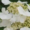 Summer Snowflake Viburnum - 3 Gallon Pot 1 Summer Snowflake Viburnum - 3 Gallon Pot -Wilson Bros Gardens Viburnum Summer Snowflake 21