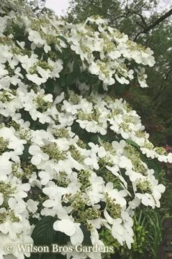 Summer Snowflake Viburnum - 3 Gallon Pot 18 Summer Snowflake Viburnum - 3 Gallon Pot -Wilson Bros Gardens Viburnum Summer Snowflake 21 500x750 1